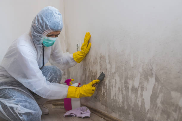 Best Water Damage Restoration  in Minneapolis, KS