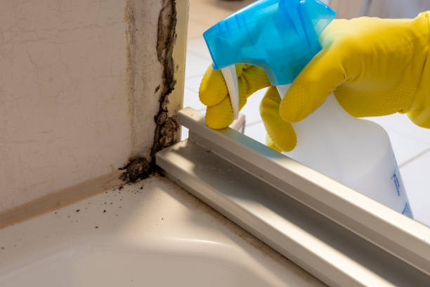 Best Local Mold Removal Service  in Minneapolis, KS