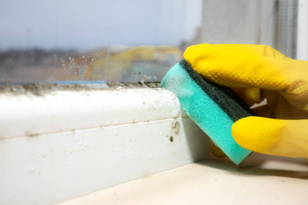 Best Mold Cleaning Services  in Minneapolis, KS