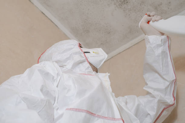 Best Mold Remediation  in Minneapolis, KS