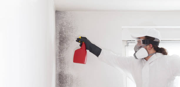 Best Mold Removal Company Near Me  in Minneapolis, KS