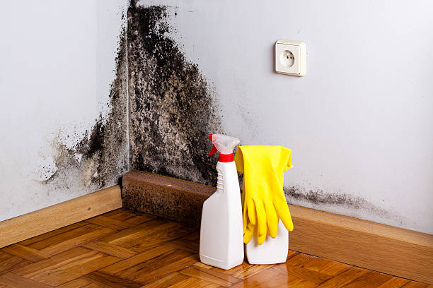 Best Office Mold Removal Services  in Minneapolis, KS