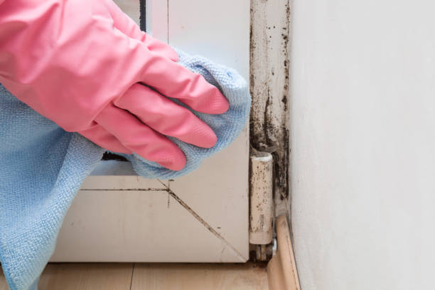 Best Home Mold Removal  in Minneapolis, KS