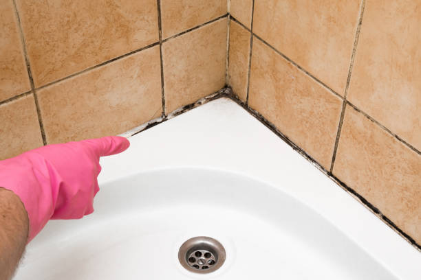 Attic Mold Removal in Minneapolis, KS