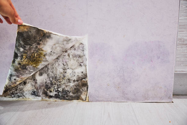 Best Water Damage Restoration  in Minneapolis, KS